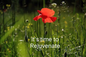 Read more about the article Rejuvenate Your Mind